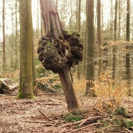 With Garden Domek alpejski